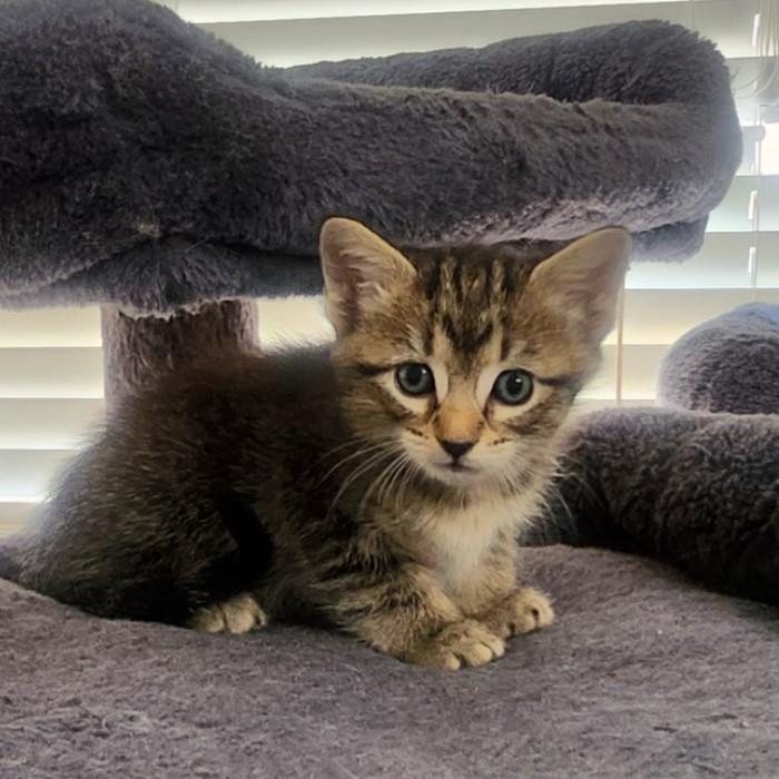Enlarge Caliente, a Adoptable Domestic Short Hair in Allen, TX image 5/6