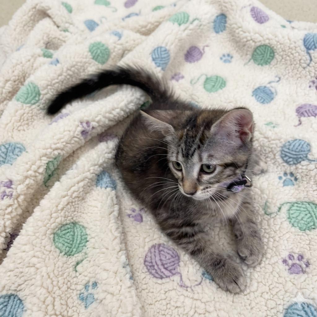Caliente, a Adoptable Domestic Short Hair in Allen, TX image 3/6