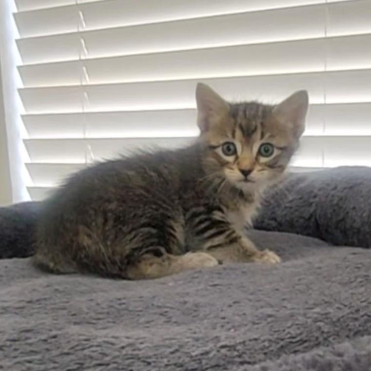Enlarge Caliente, a Adoptable Domestic Short Hair in Allen, TX image 6/6