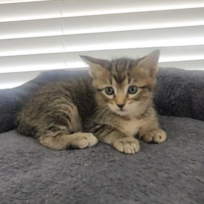 Enlarge Caliente, a Adoptable Domestic Short Hair in Allen, TX image 4/6