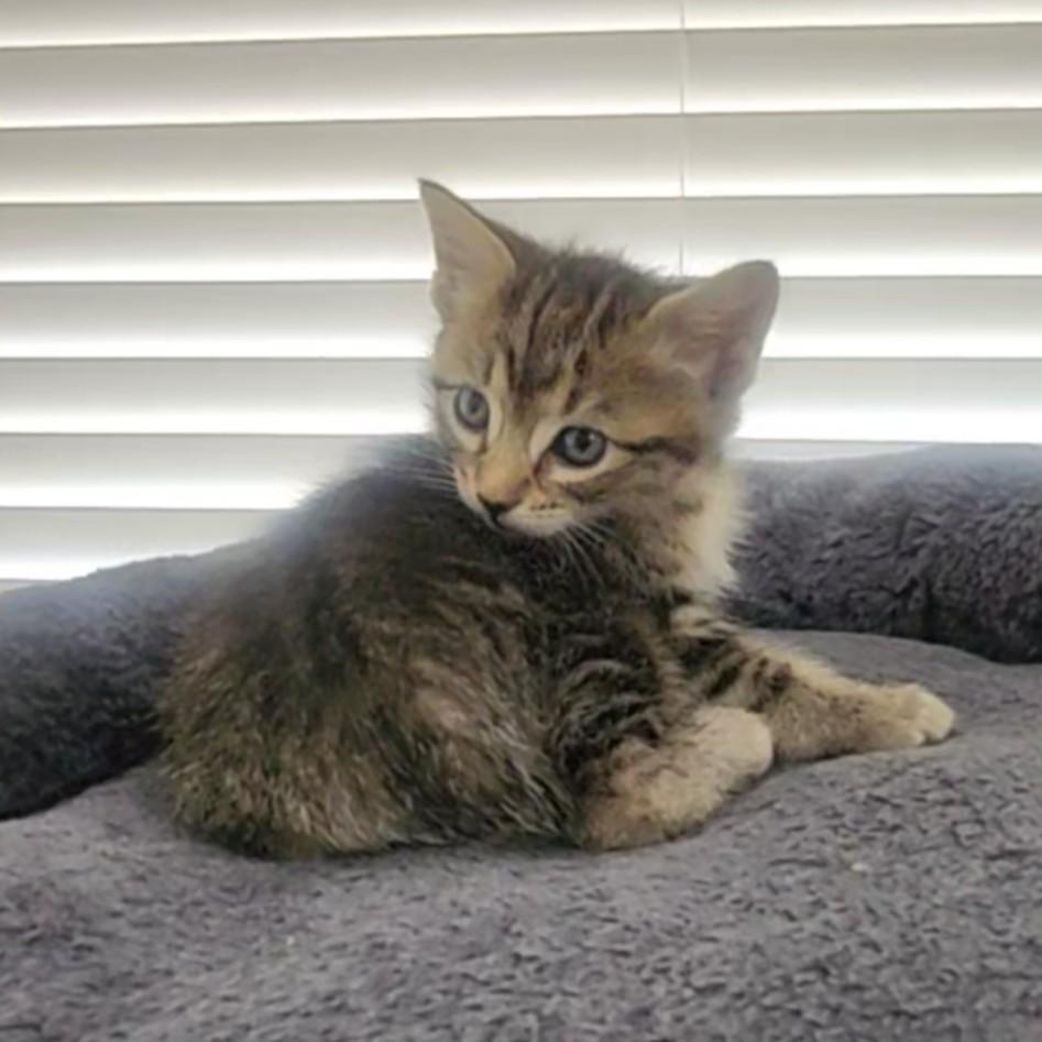 Enlarge Caliente, a Adoptable Domestic Short Hair in Allen, TX image 2/6