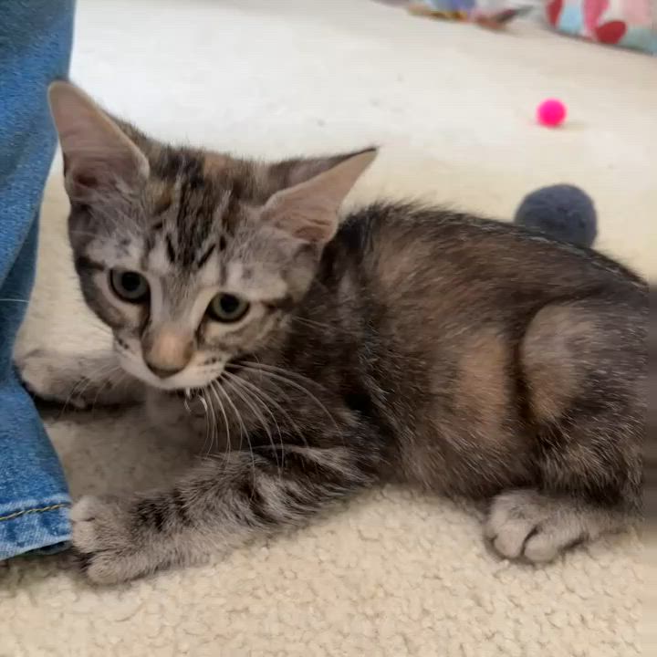 Enlarge Caliente, a Adoptable Domestic Short Hair in Allen, TX video 4/6