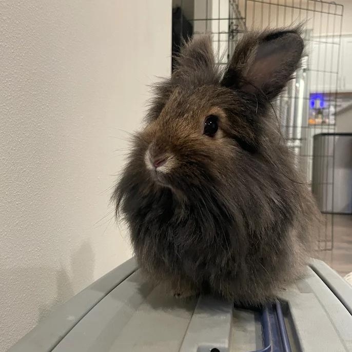 Enlarge Honey & Pom Pom, a ADOPTABLE Bunny Rabbit in Ferndale, WA image 3/4