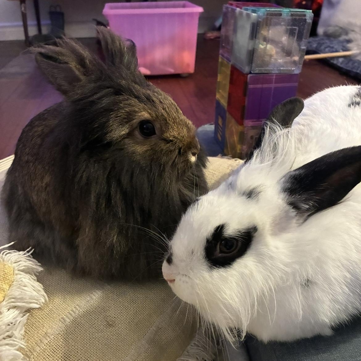 Enlarge Honey & Pom Pom, a ADOPTABLE Bunny Rabbit in Ferndale, WA image 1/3