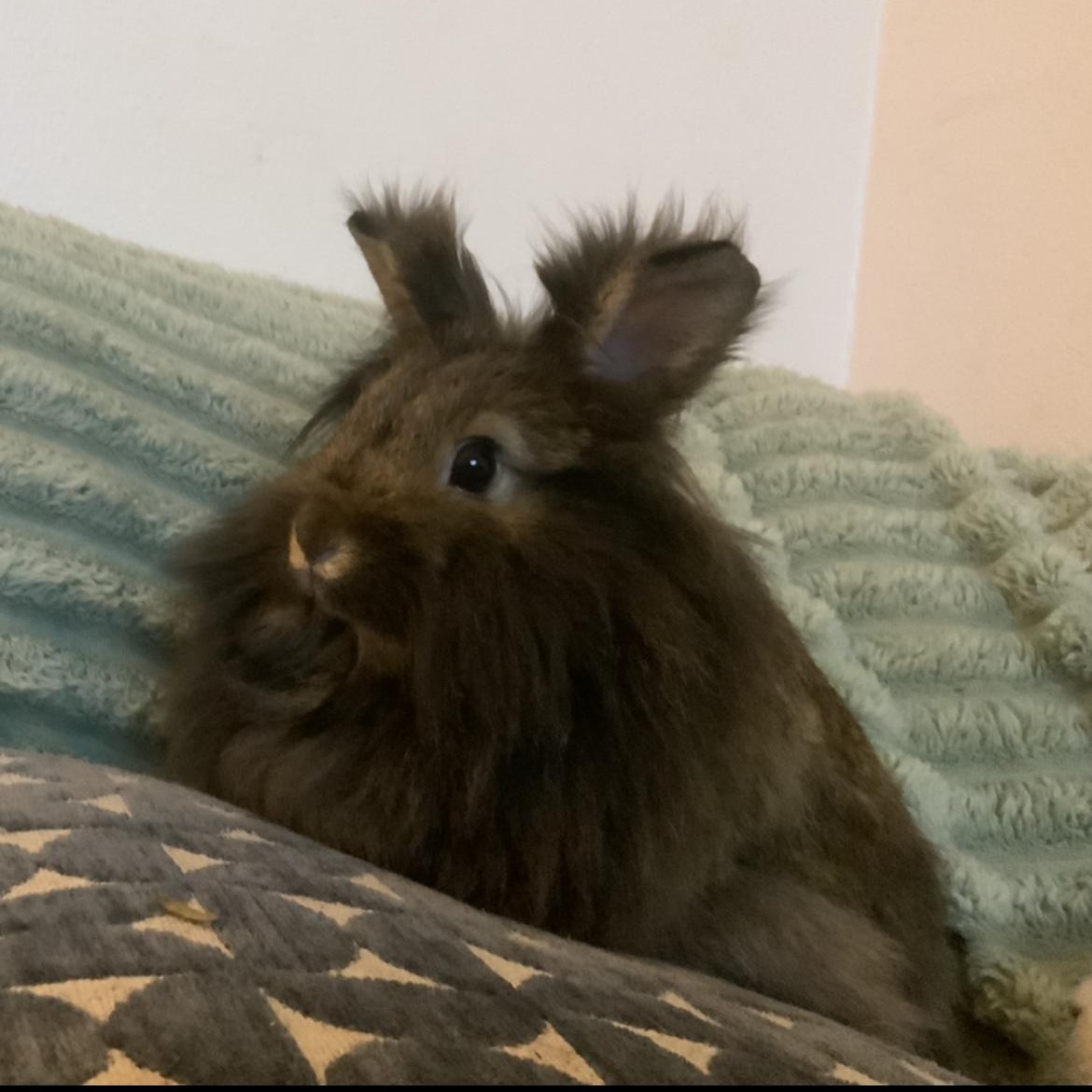 Enlarge Honey & Pom Pom, a ADOPTABLE Bunny Rabbit in Ferndale, WA image 2/3