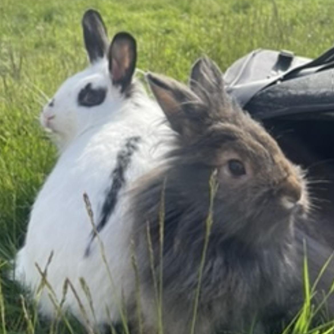 Enlarge Honey & Pom Pom, a ADOPTABLE Bunny Rabbit in Ferndale, WA image 3/3