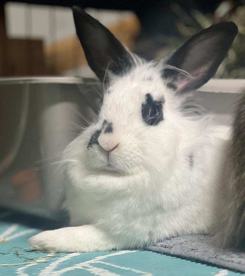 Enlarge Honey & Pom Pom, a ADOPTABLE Bunny Rabbit in Ferndale, WA image 2/4