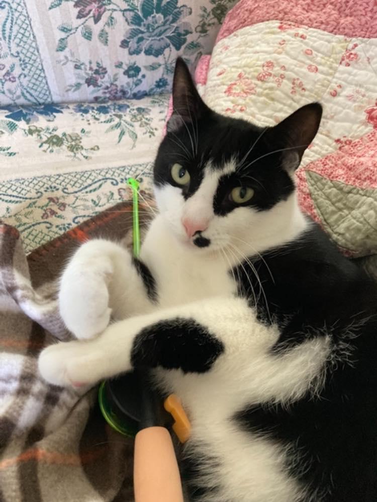 JoJo, a Adopted Tuxedo in Bath, ME image 5/6