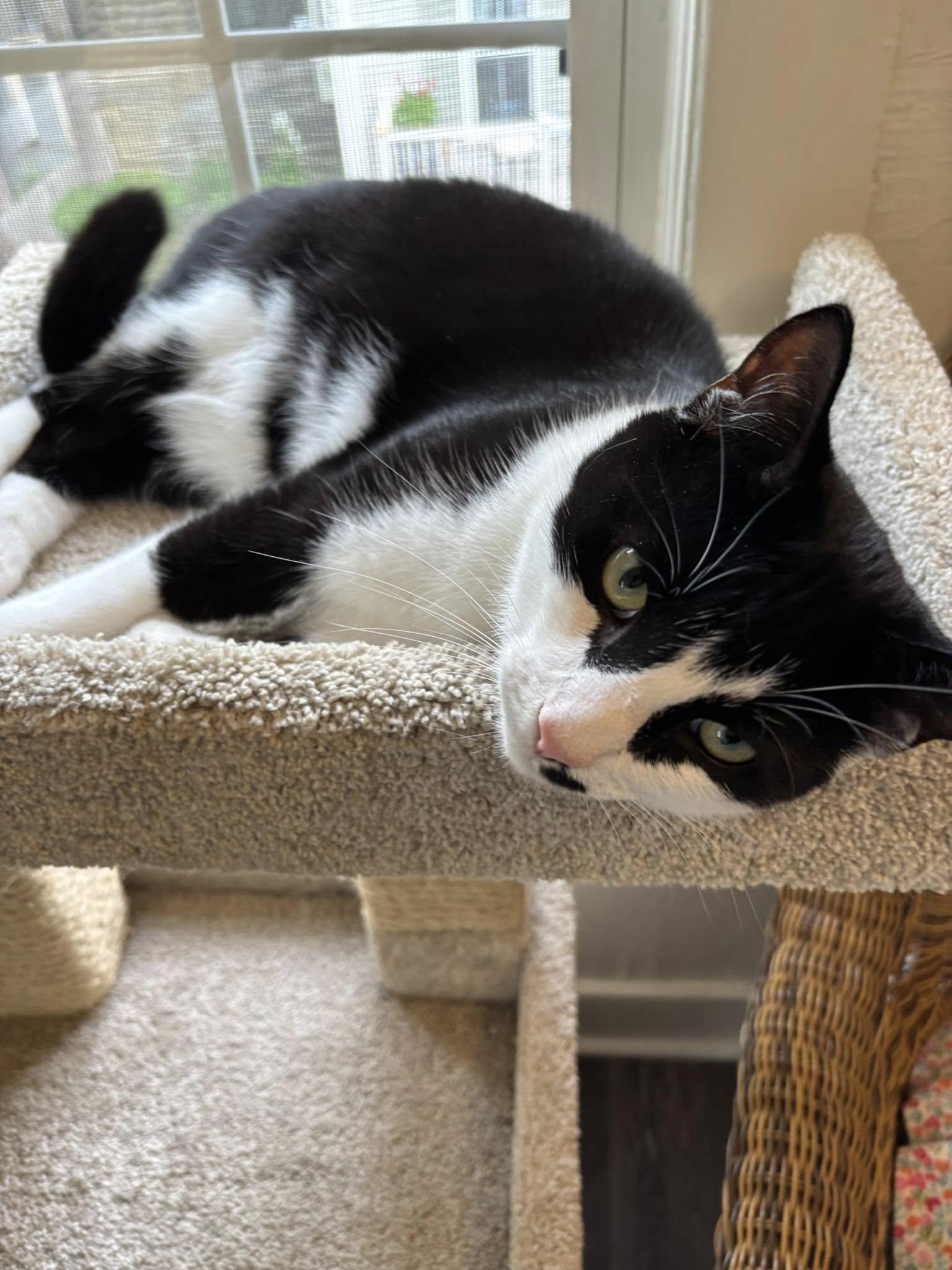 JoJo, a Adopted Tuxedo in Bath, ME image 1/6