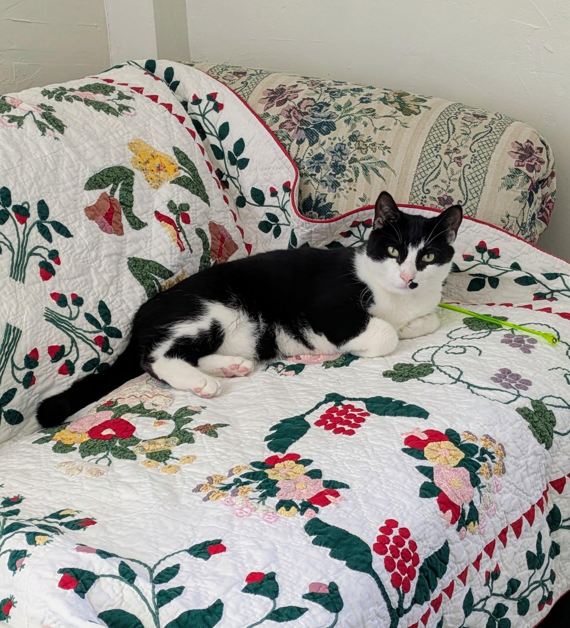 JoJo, a Adopted Tuxedo in Bath, ME image 3/6