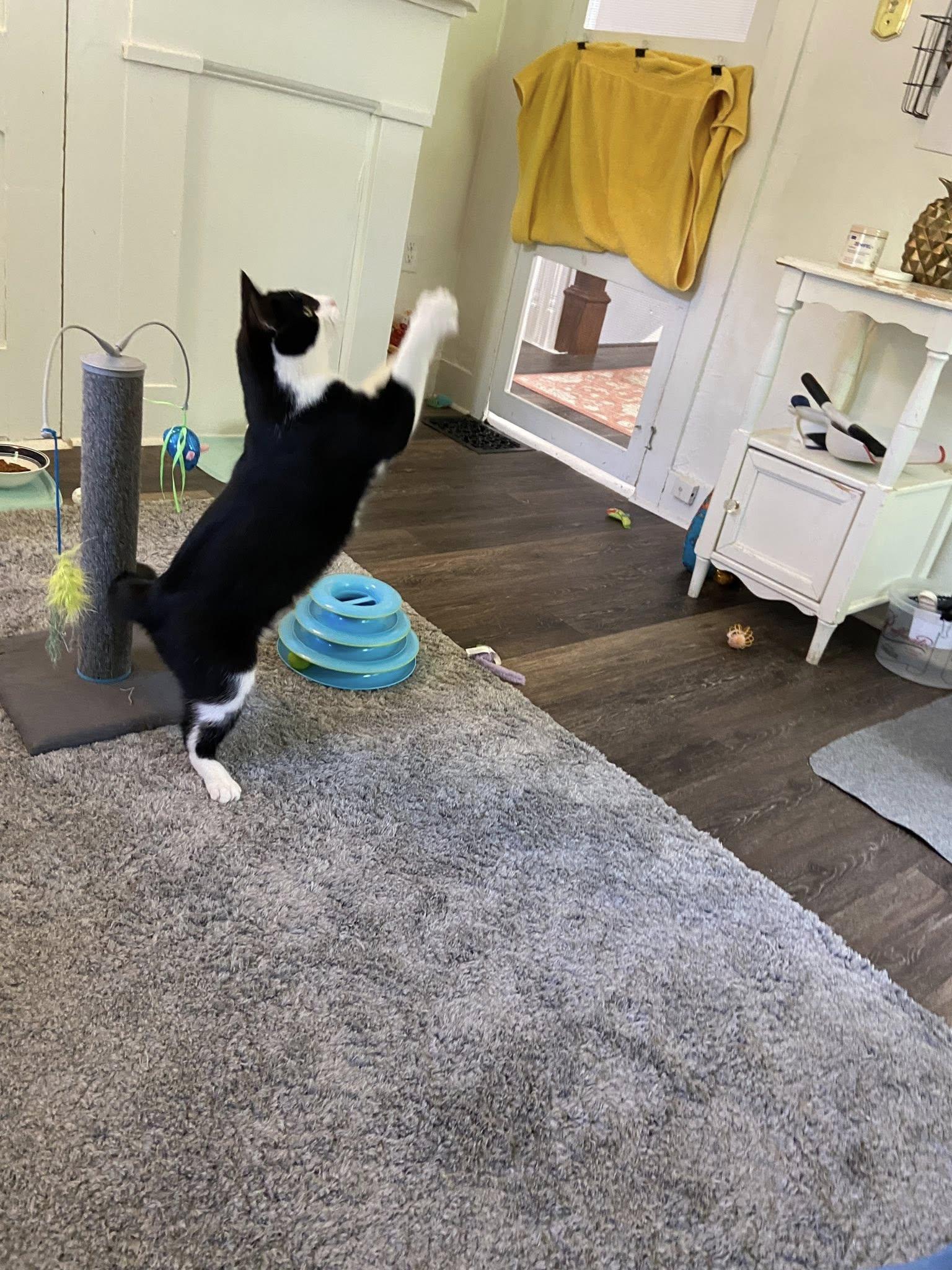 JoJo, a Adopted Tuxedo in Bath, ME image 4/6