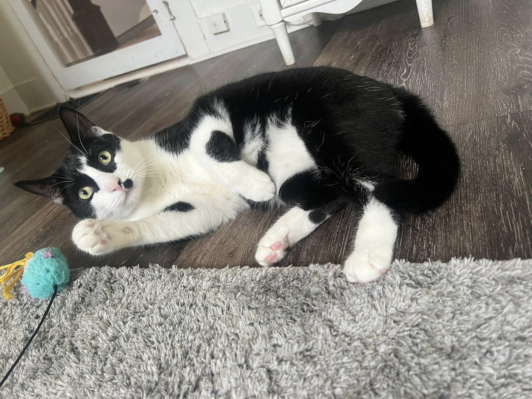 JoJo, an adoptable Tuxedo in Bath, ME, 04530 | Photo Image 2