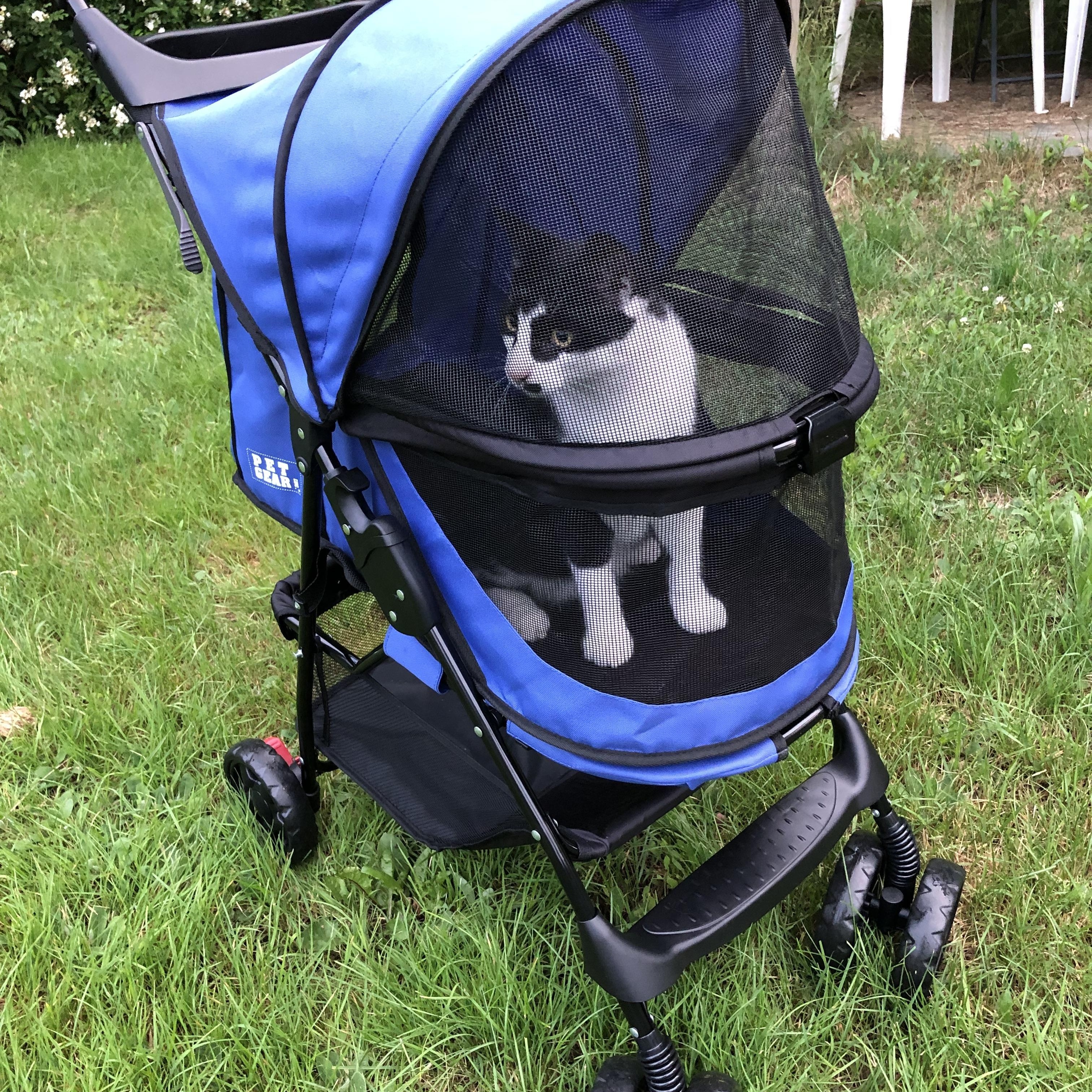JoJo, a Adopted Tuxedo in Bath, ME image 6/6