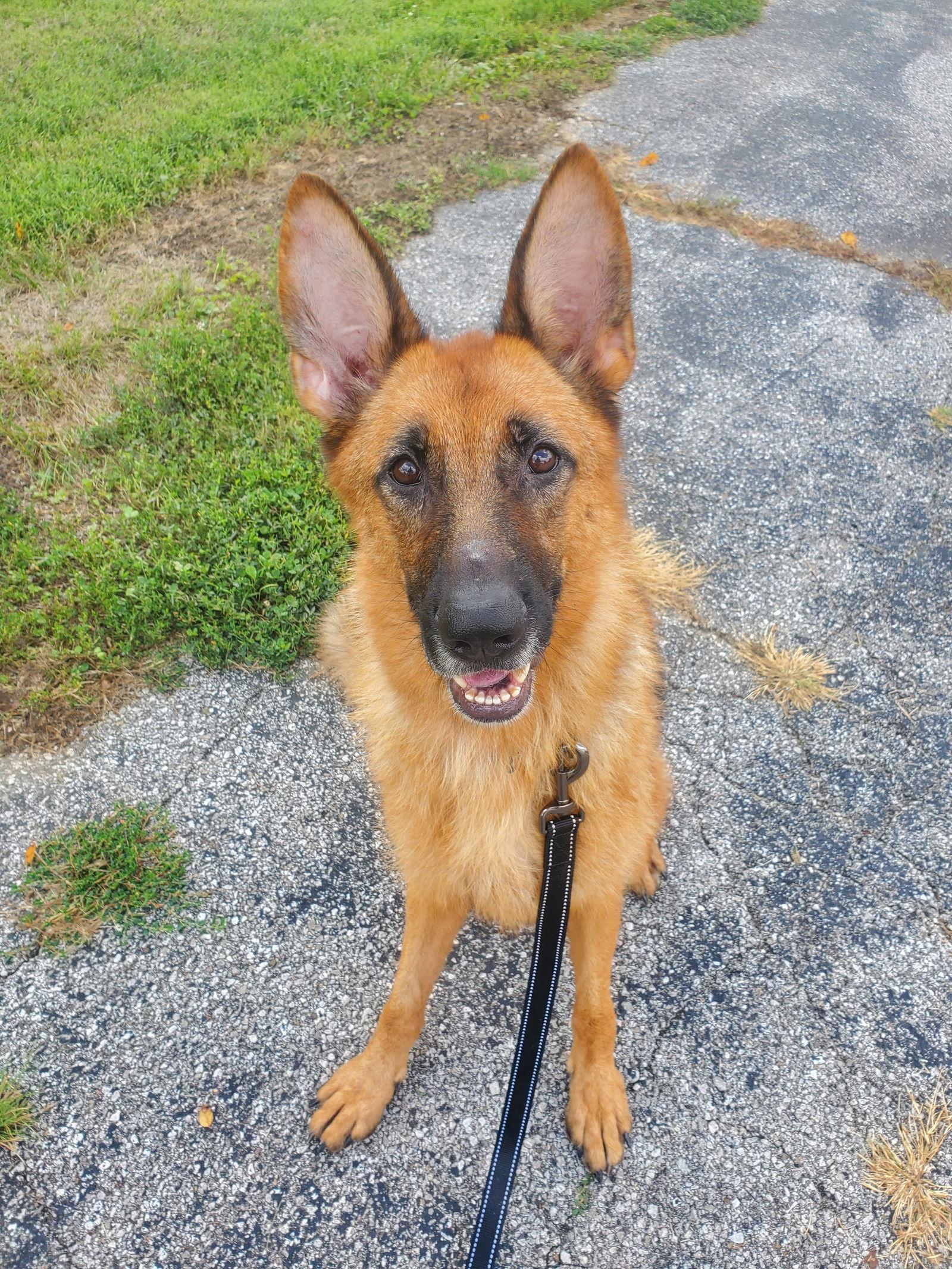 Layla, Adoptable, Adult Female German Shepherd Dog.