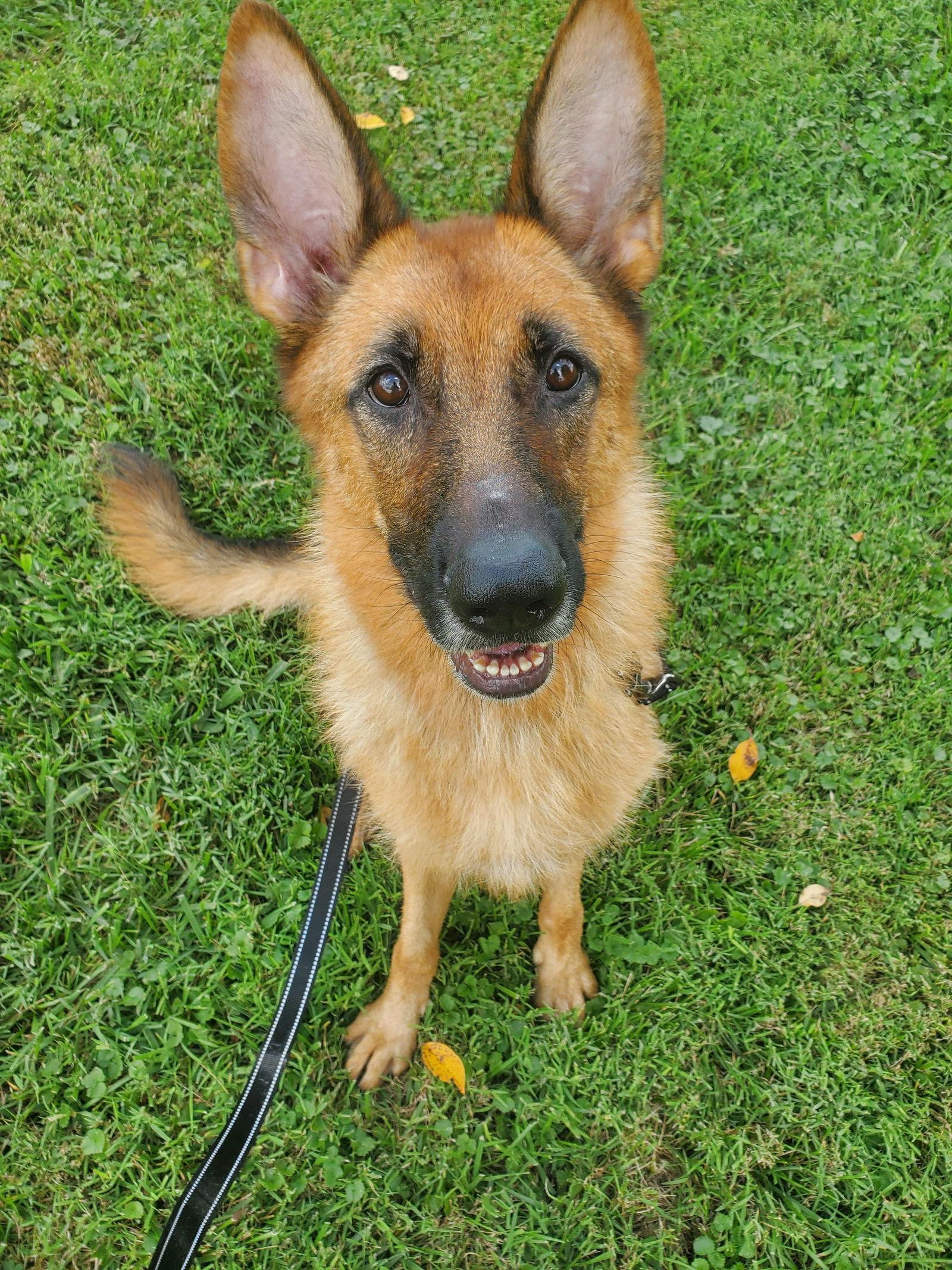 Enlarge Layla, a Adoptable German Shepherd Dog in Louisville, KY image 2/6