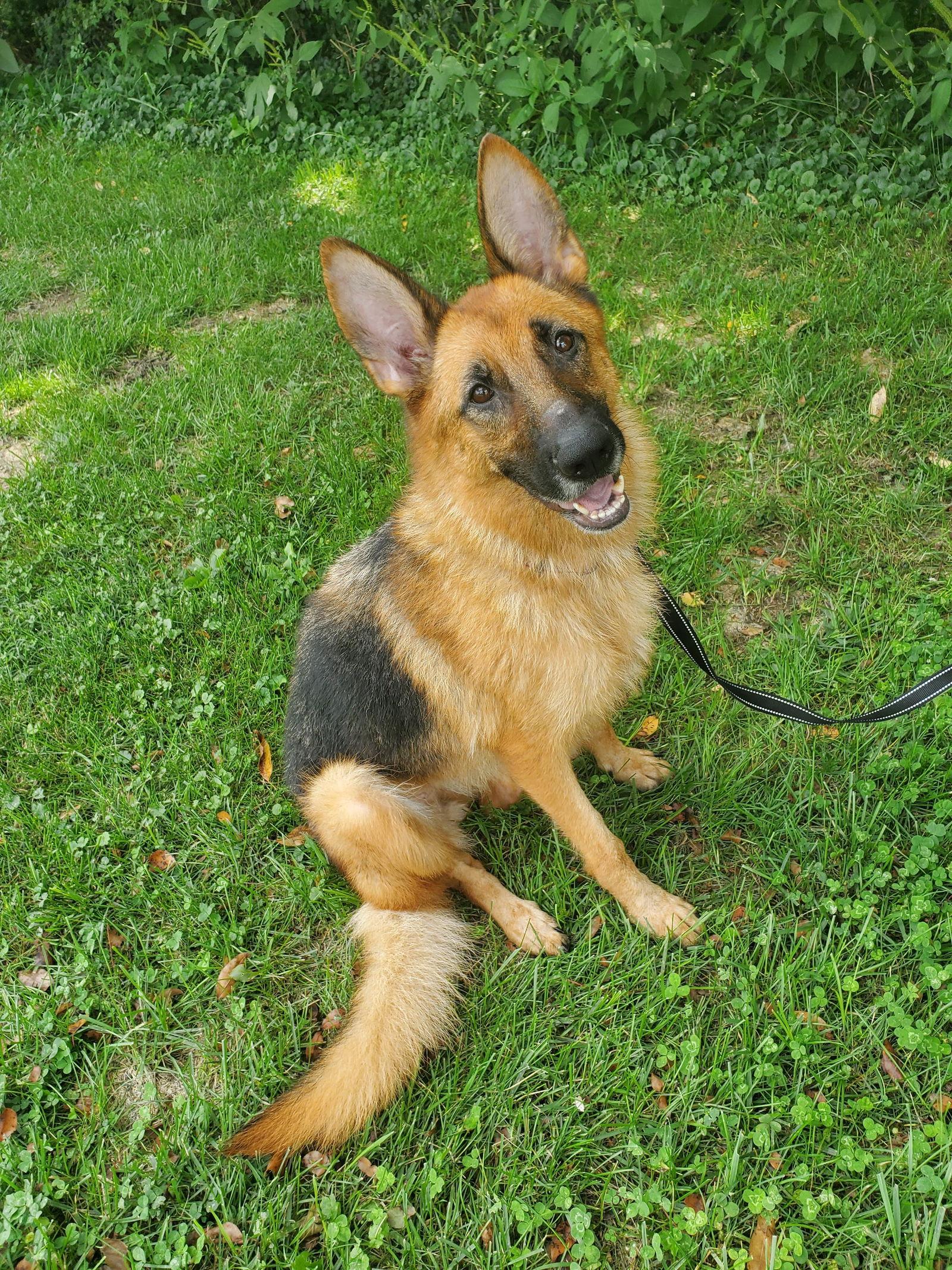 Enlarge Layla, a Adoptable German Shepherd Dog in Louisville, KY image 3/6