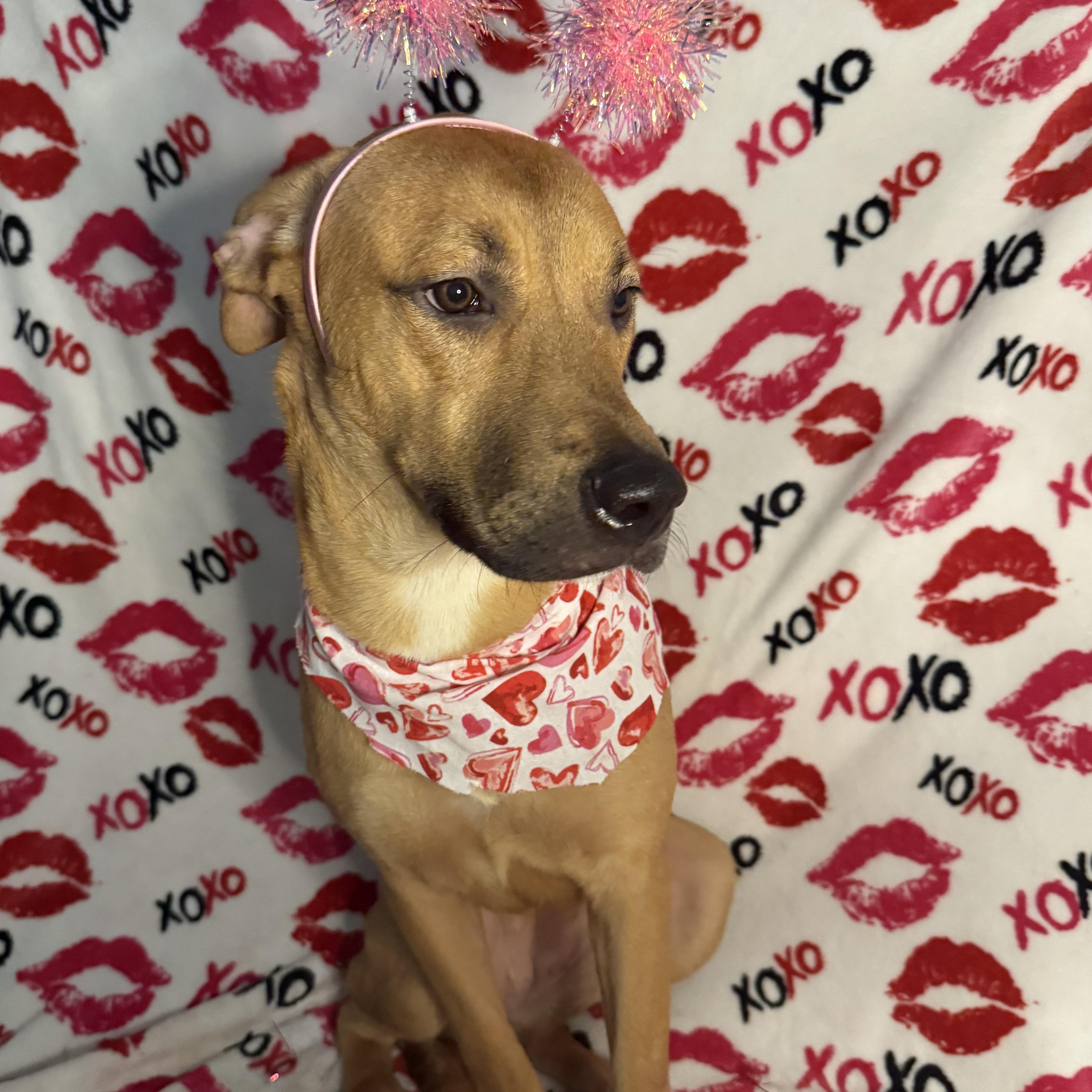 Azalea, an adoptable Shepherd in Key West, FL, 33040 | Photo Image 4