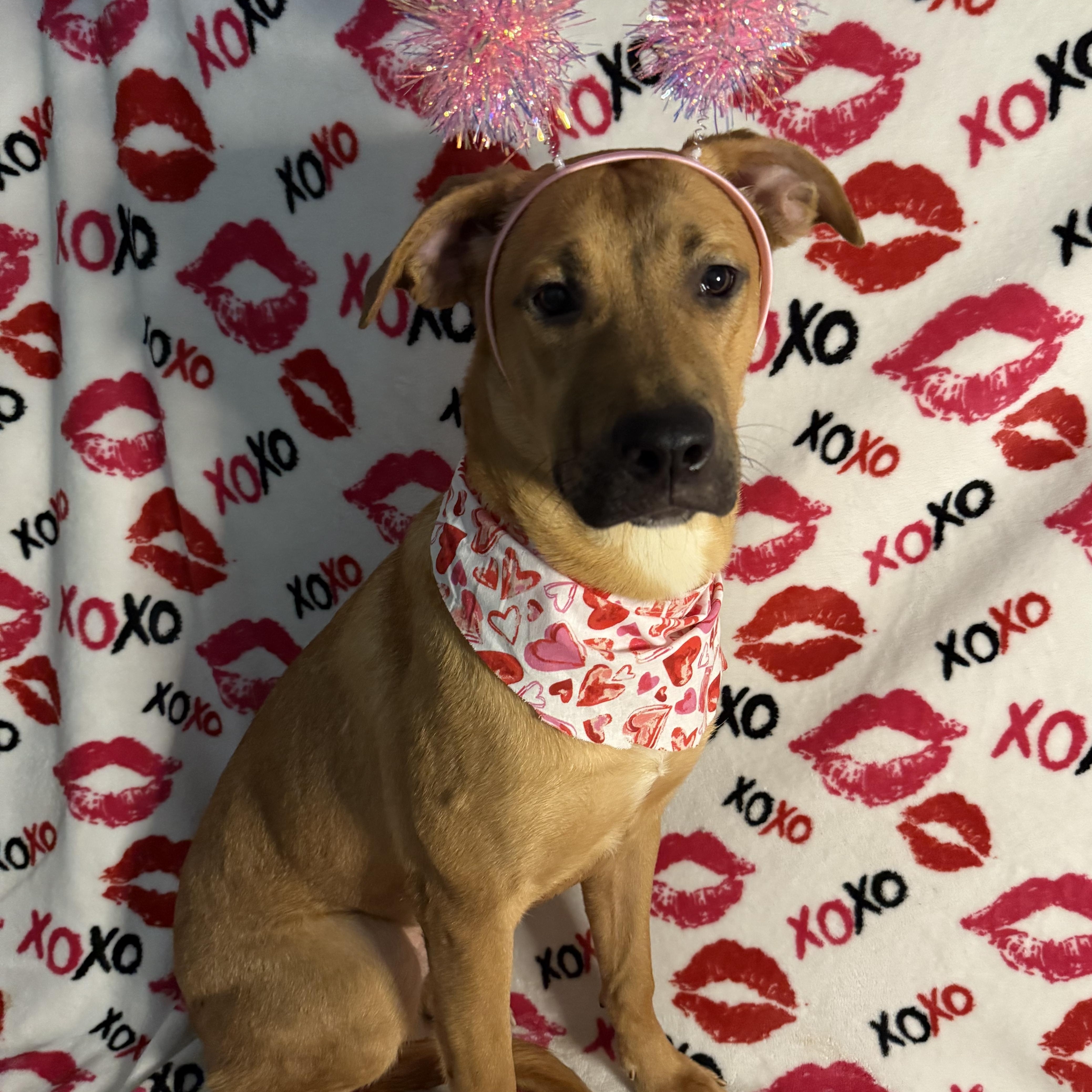 Azalea, an adoptable Shepherd in Key West, FL, 33040 | Photo Image 1