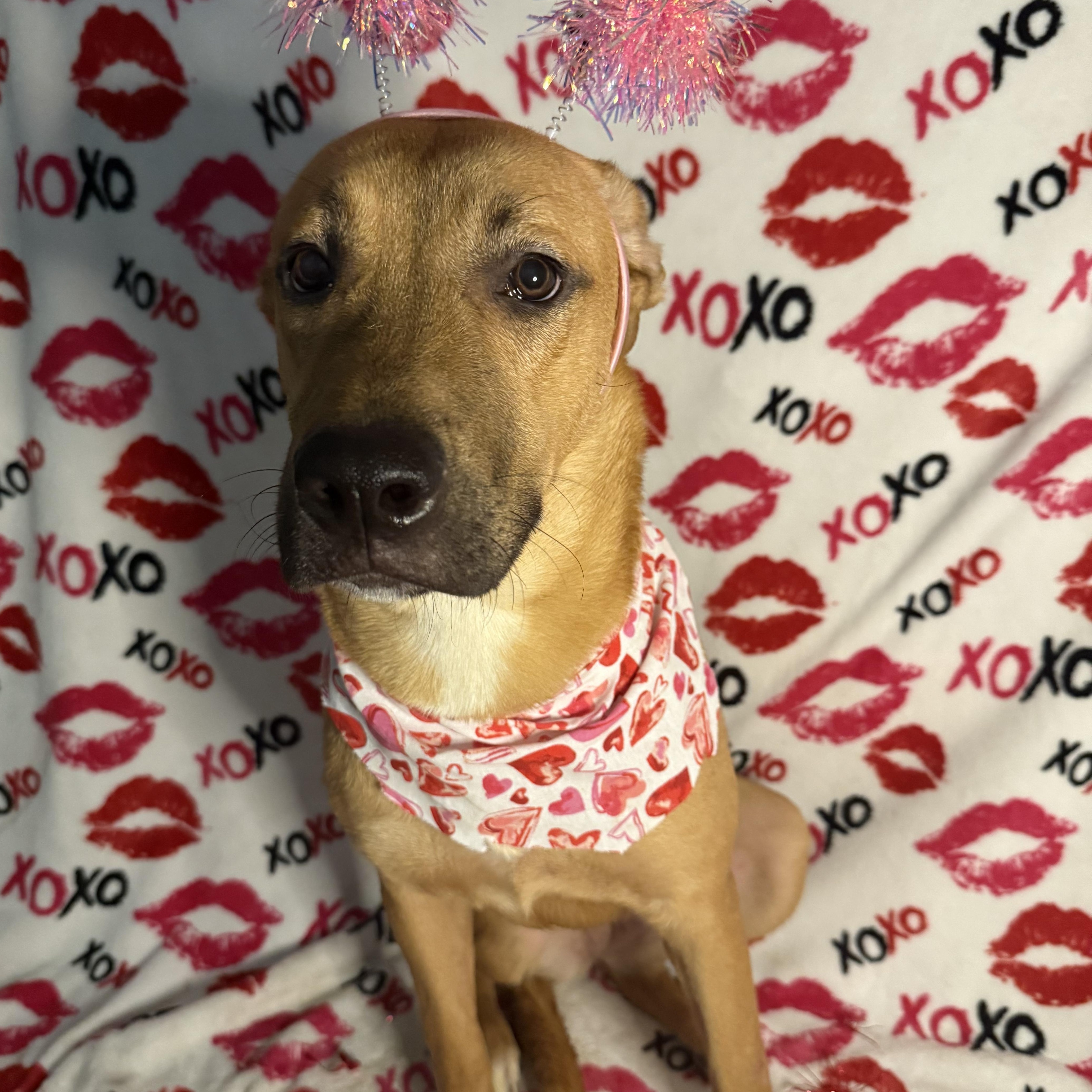 Azalea, an adoptable Shepherd in Key West, FL, 33040 | Photo Image 2