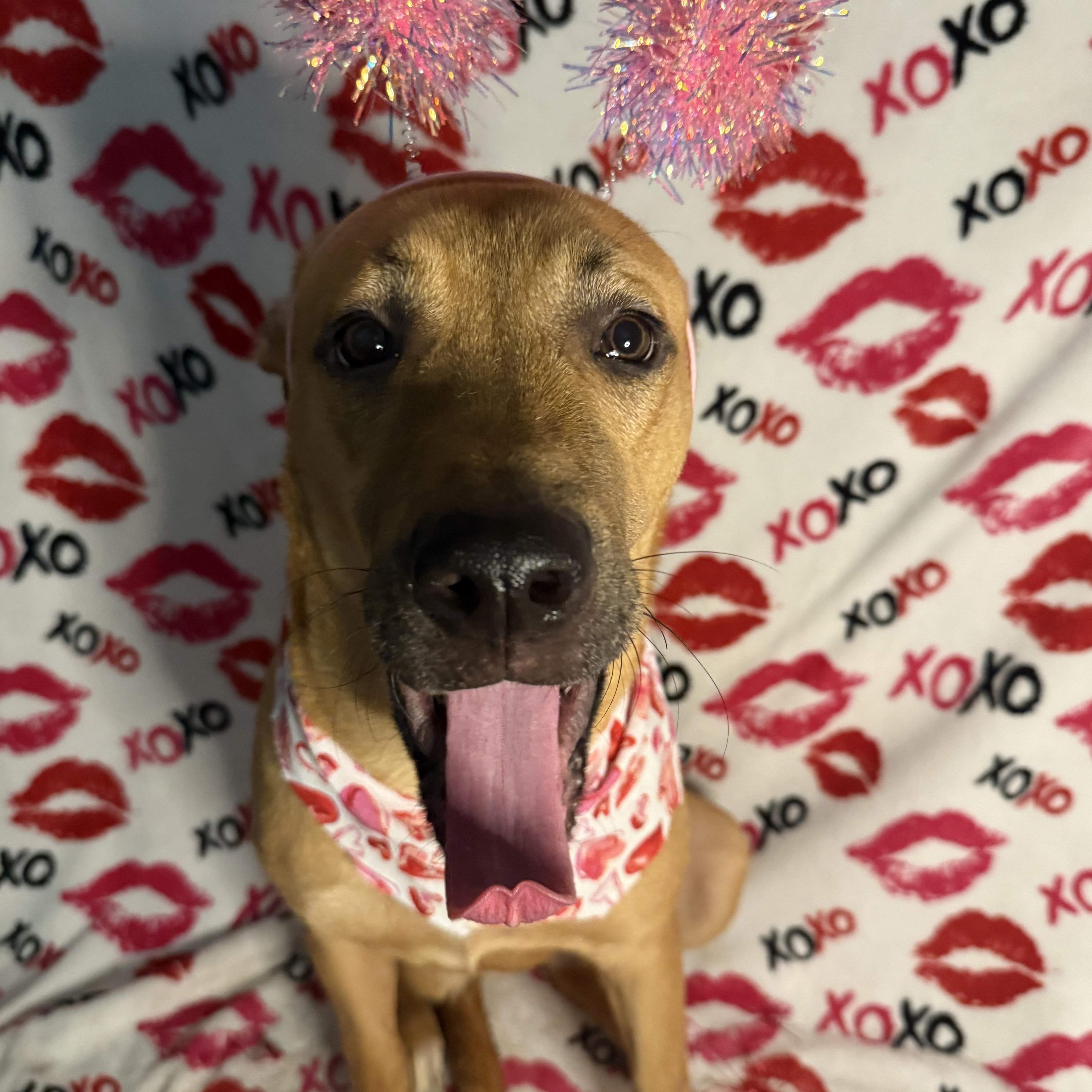 Azalea, an adoptable Shepherd in Key West, FL, 33040 | Photo Image 3