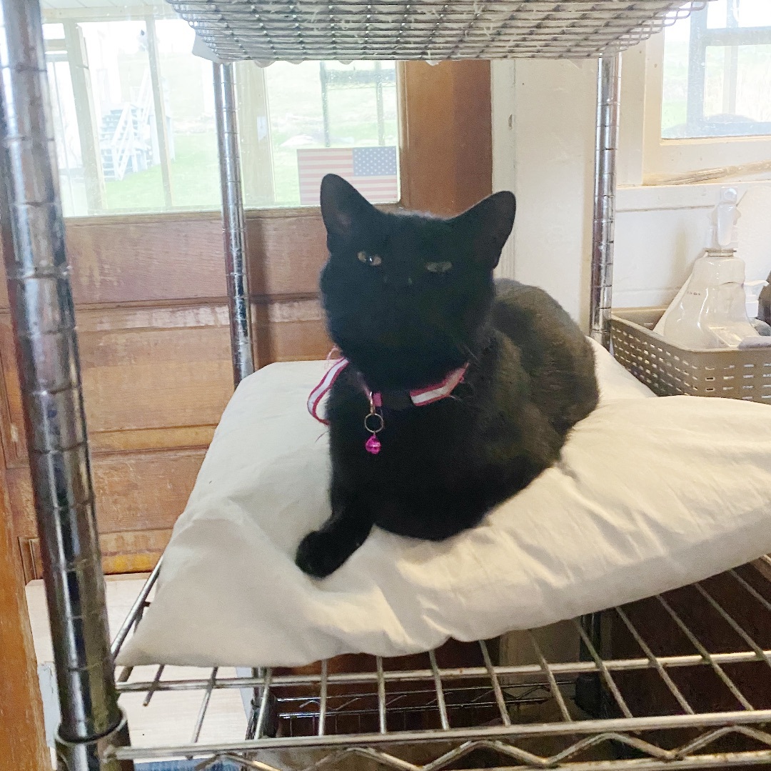 Enlarge Pike, a Adoptable Domestic Short Hair in Mount Pleasant, PA image 2/4