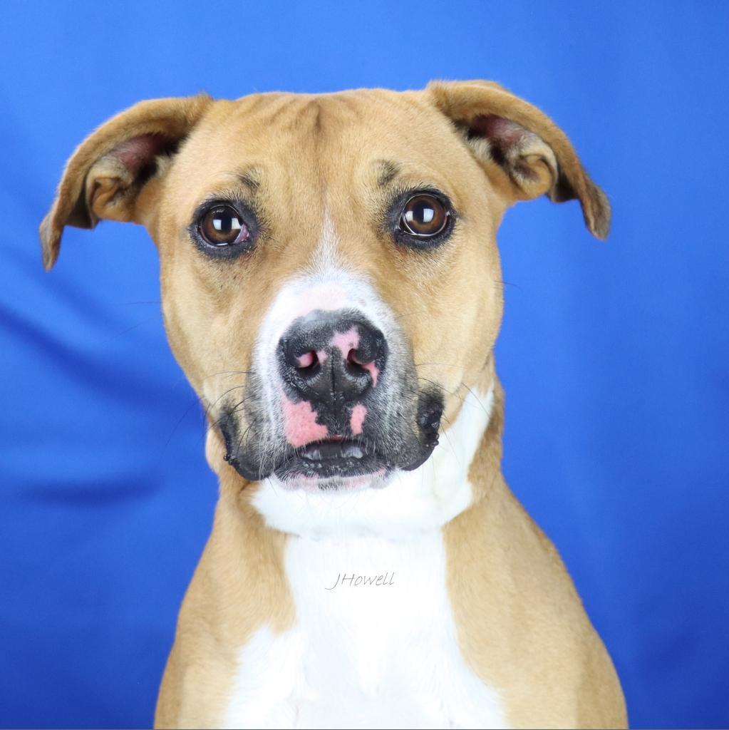 Cutie Pie - 080104T-2, a Adoptable mixed breed in Tupelo, MS image 1/2