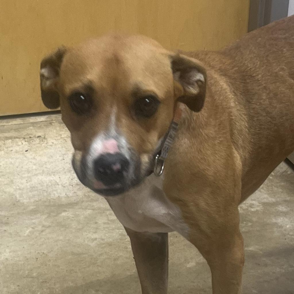 Cutie Pie - 080104T-2, a Adoptable mixed breed in Tupelo, MS image 2/2