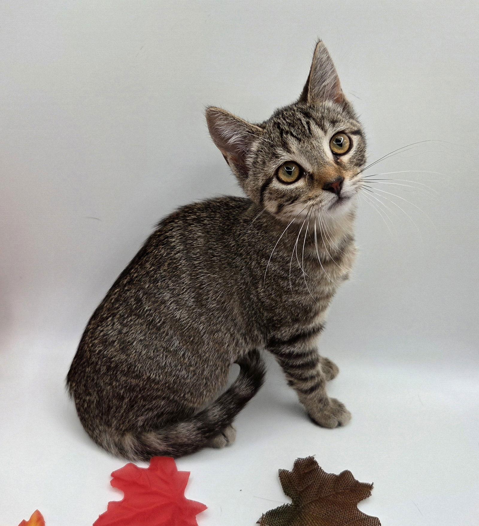 Kit, Adoptable, Kitten Female Domestic Short Hair & Tabby.