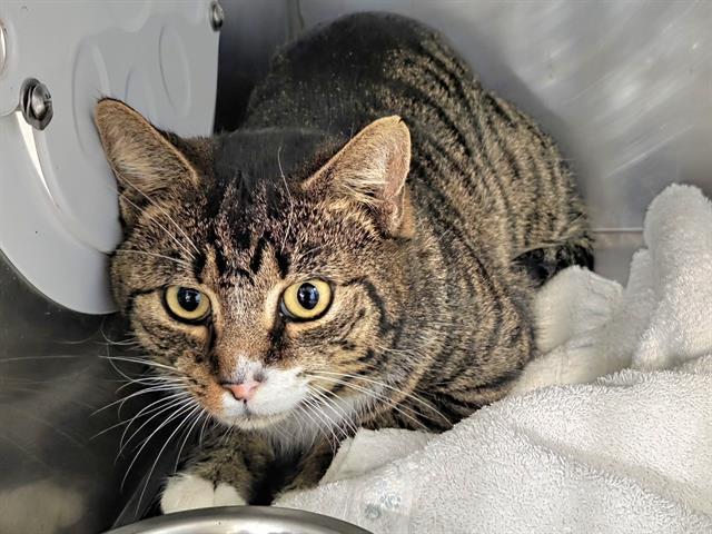 Enlarge BERNIE, a Adoptable Domestic Short Hair in Panama City, FL image 1/1