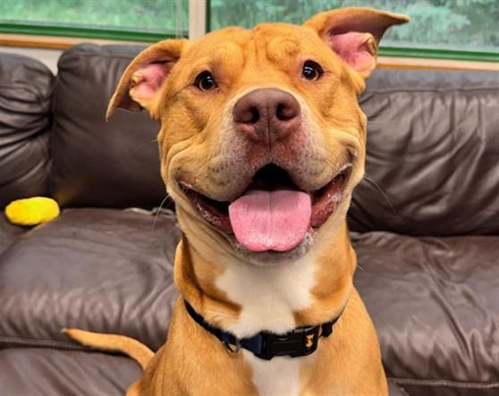 Enlarge DUG, a Adoptable mixed breed in Anchorage, AK image 1/1