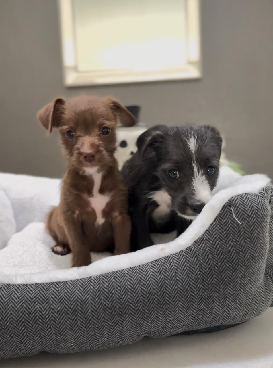 Enlarge Pepper and Ginger - Phoenix area, a ADOPTABLE mixed breed in Mayer, AZ image 2/2