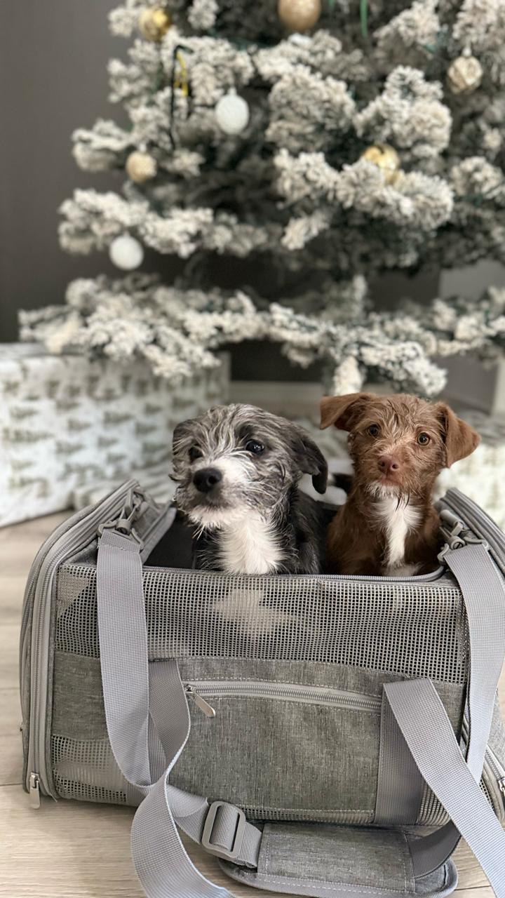 Pepper and Ginger - Phoenix area, ADOPTABLE, Young Female Morkie.