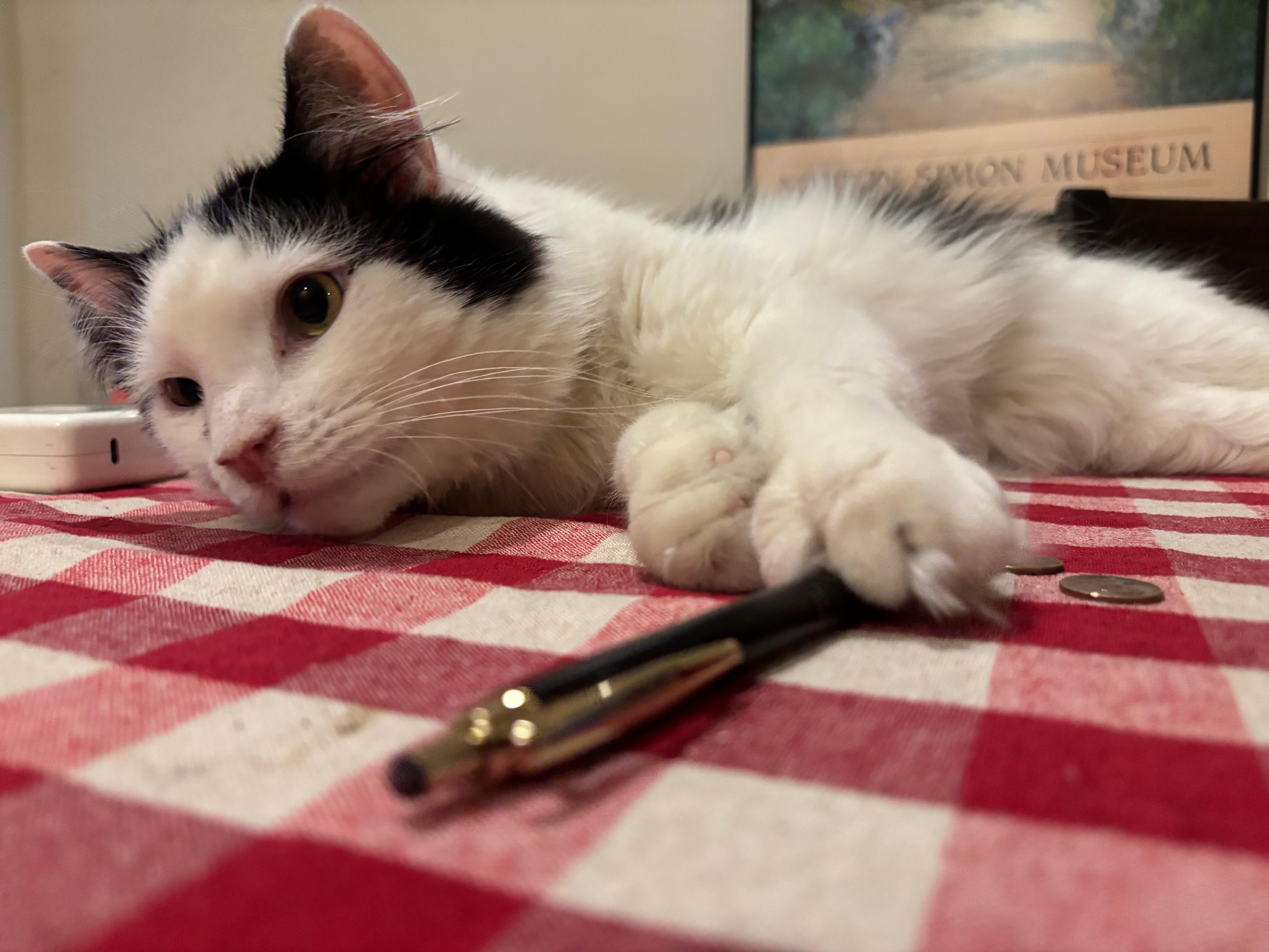 Yang, a Adoptable Domestic Medium Hair in New York, NY image 2/4