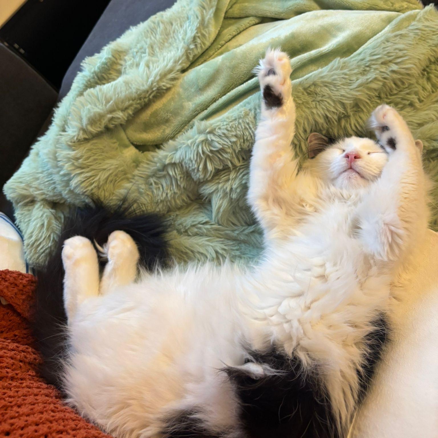 Yang, Adoptable, Adult Male Domestic Medium Hair.