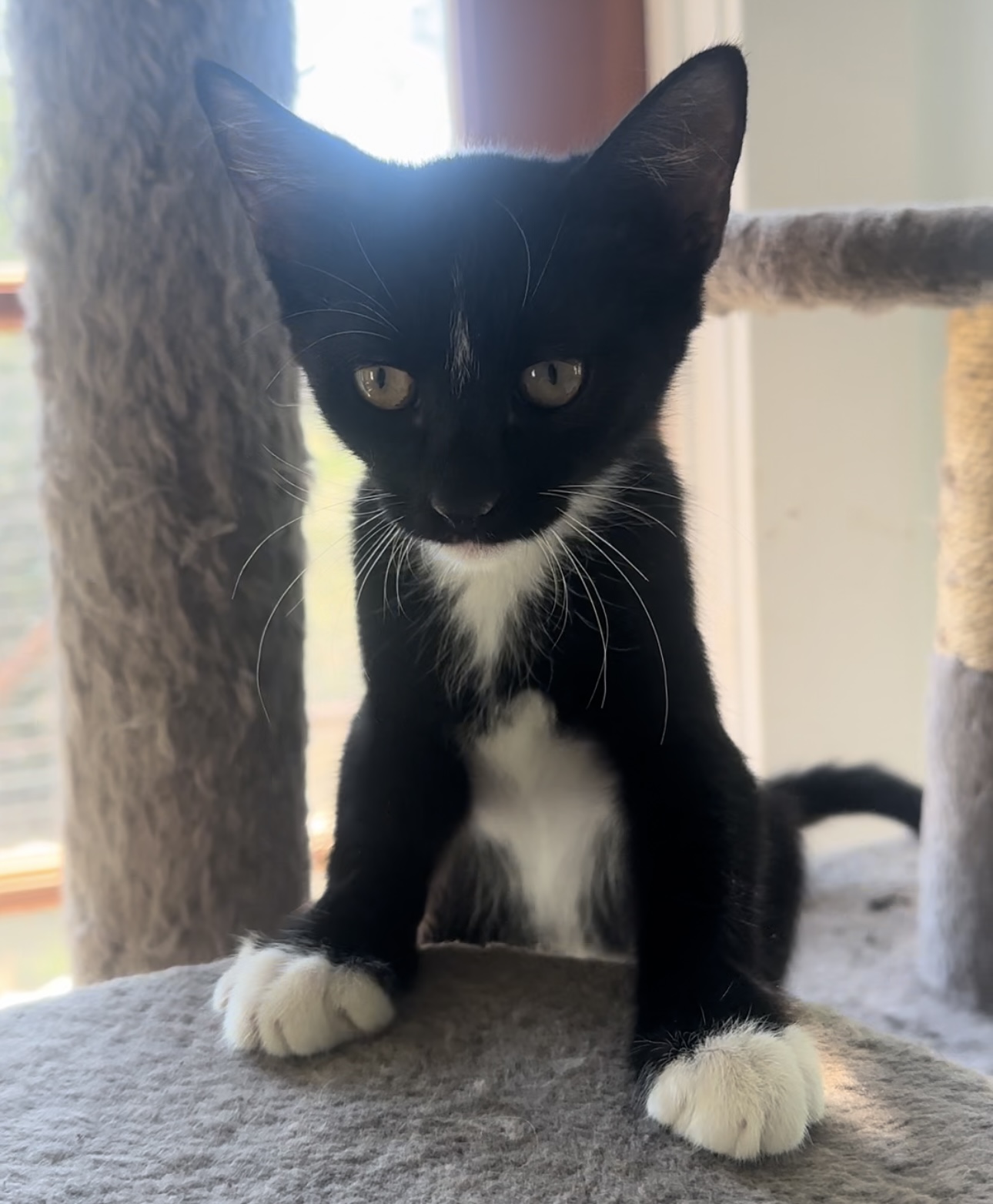 Cat for adoption Felix, an American Shorthair in San Saba, TX Petfinder