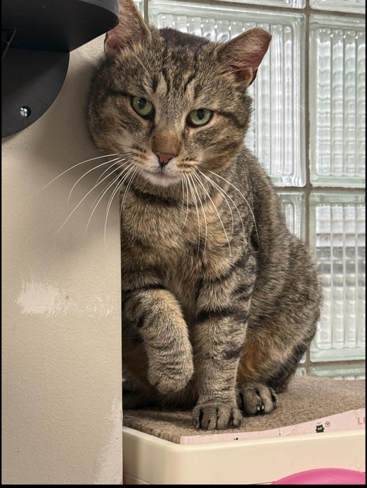 Bobby, a ADOPTABLE Domestic Short Hair in Bridgeville, PA image 2/2