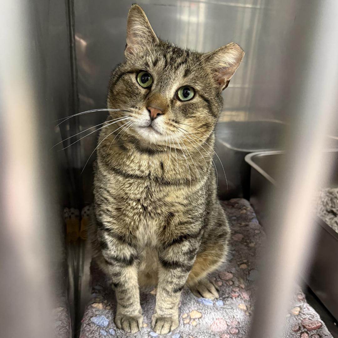 Bobby, ADOPTABLE, Adult Male Domestic Short Hair.