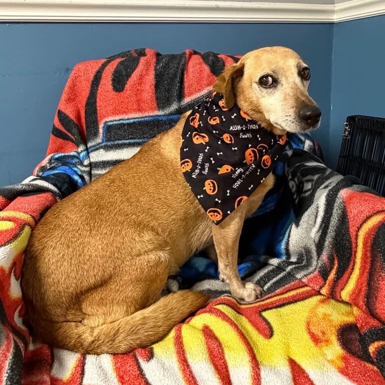 Blossom, Adoptable, Adult Female Beagle.