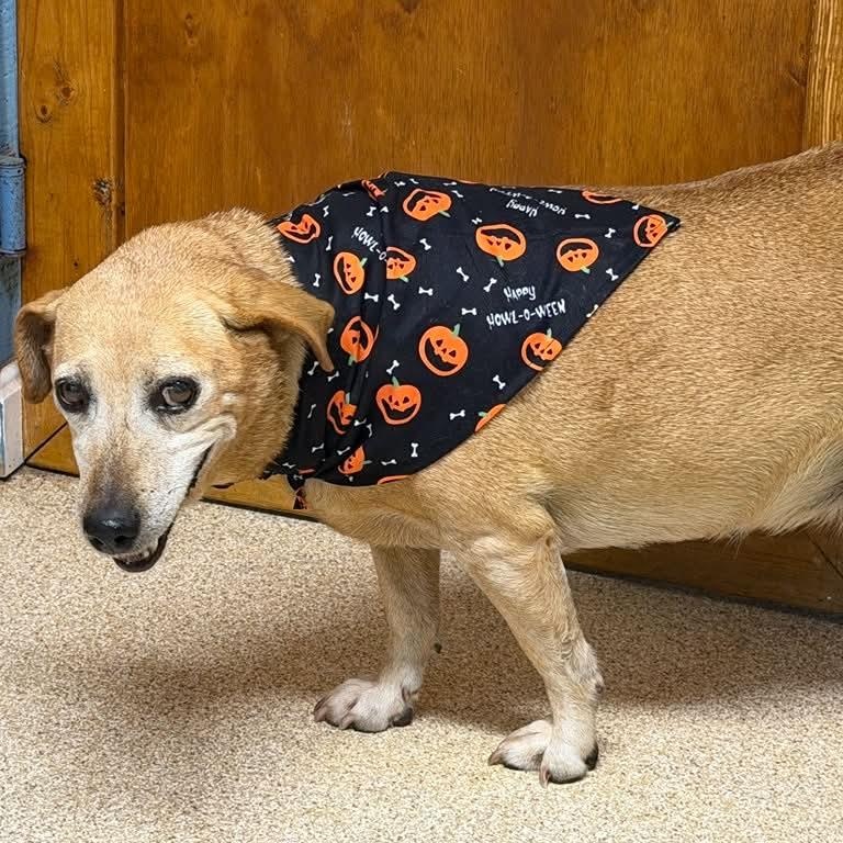 Enlarge Blossom, a Adoptable Beagle in Sunderland, MD image 3/3