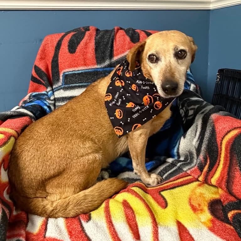 Enlarge Blossom, a Adoptable Beagle in Sunderland, MD image 2/3