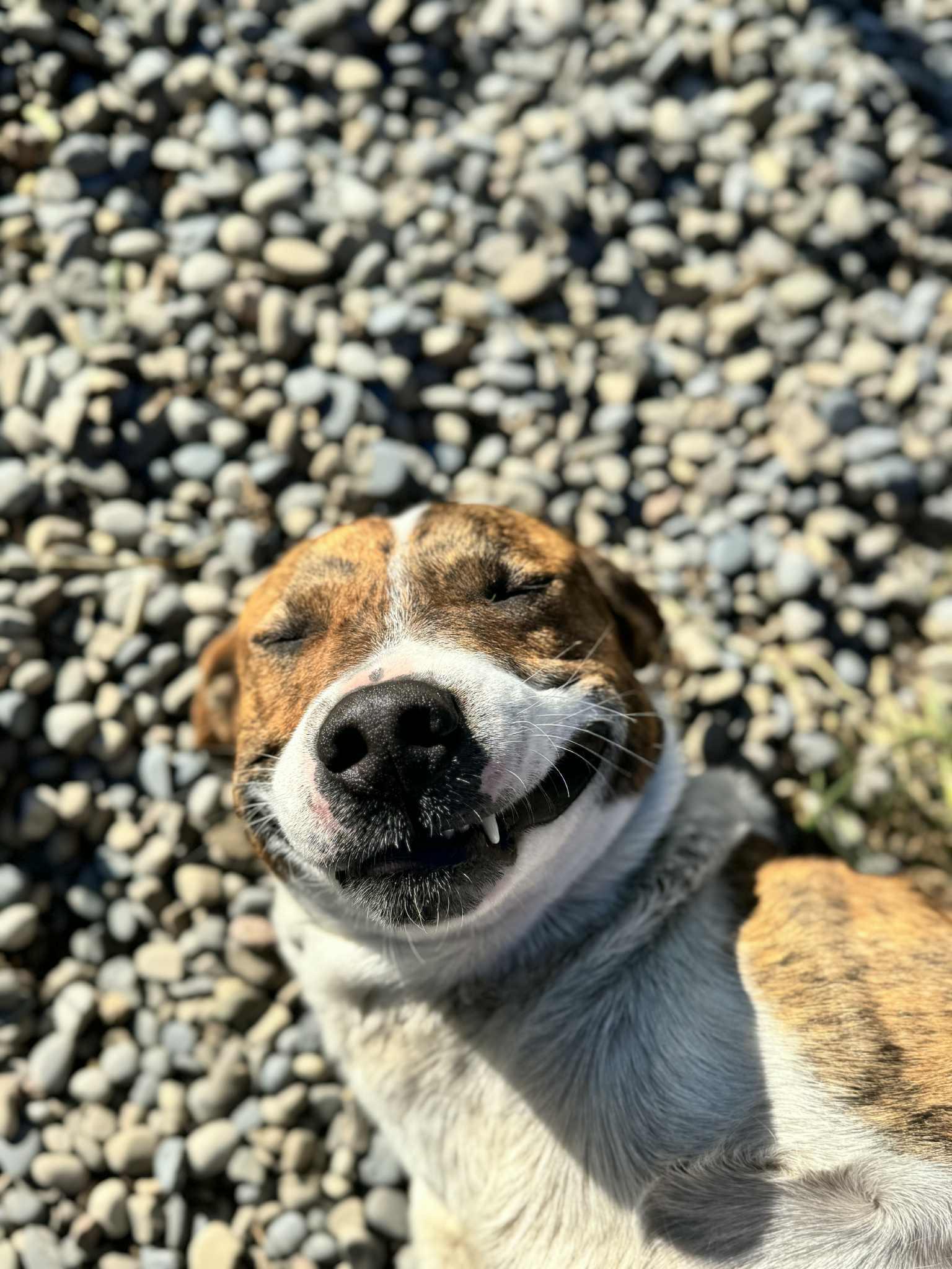 Eli, Adoptable, Adult Male Pit Bull Terrier.