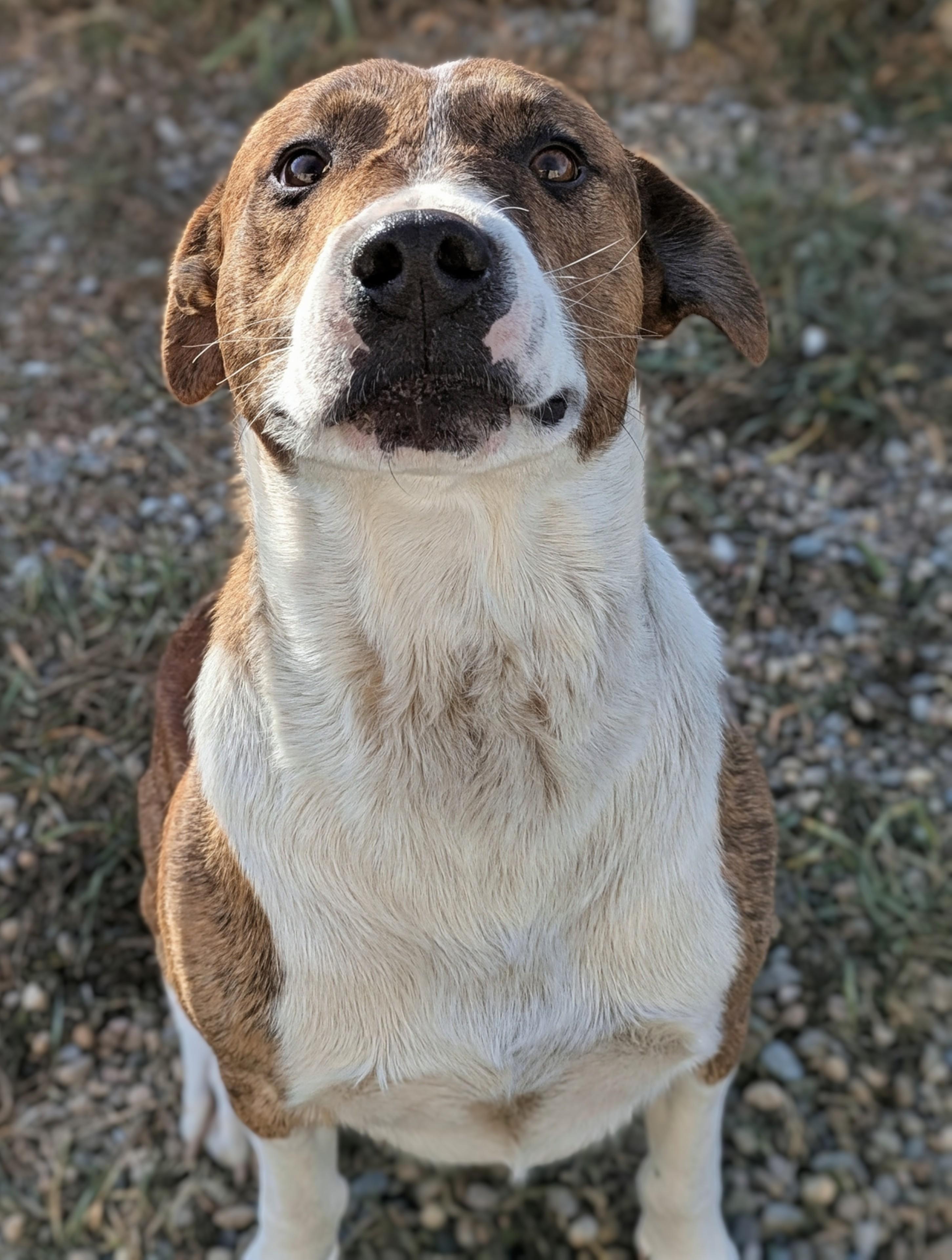 Enlarge Eli, a Adoptable mixed breed in Bonnyville, AB image 3/5