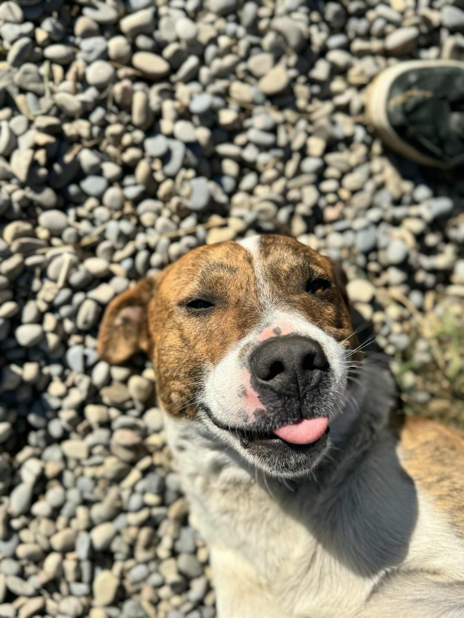 Enlarge Eli, a Adoptable mixed breed in Bonnyville, AB image 4/5