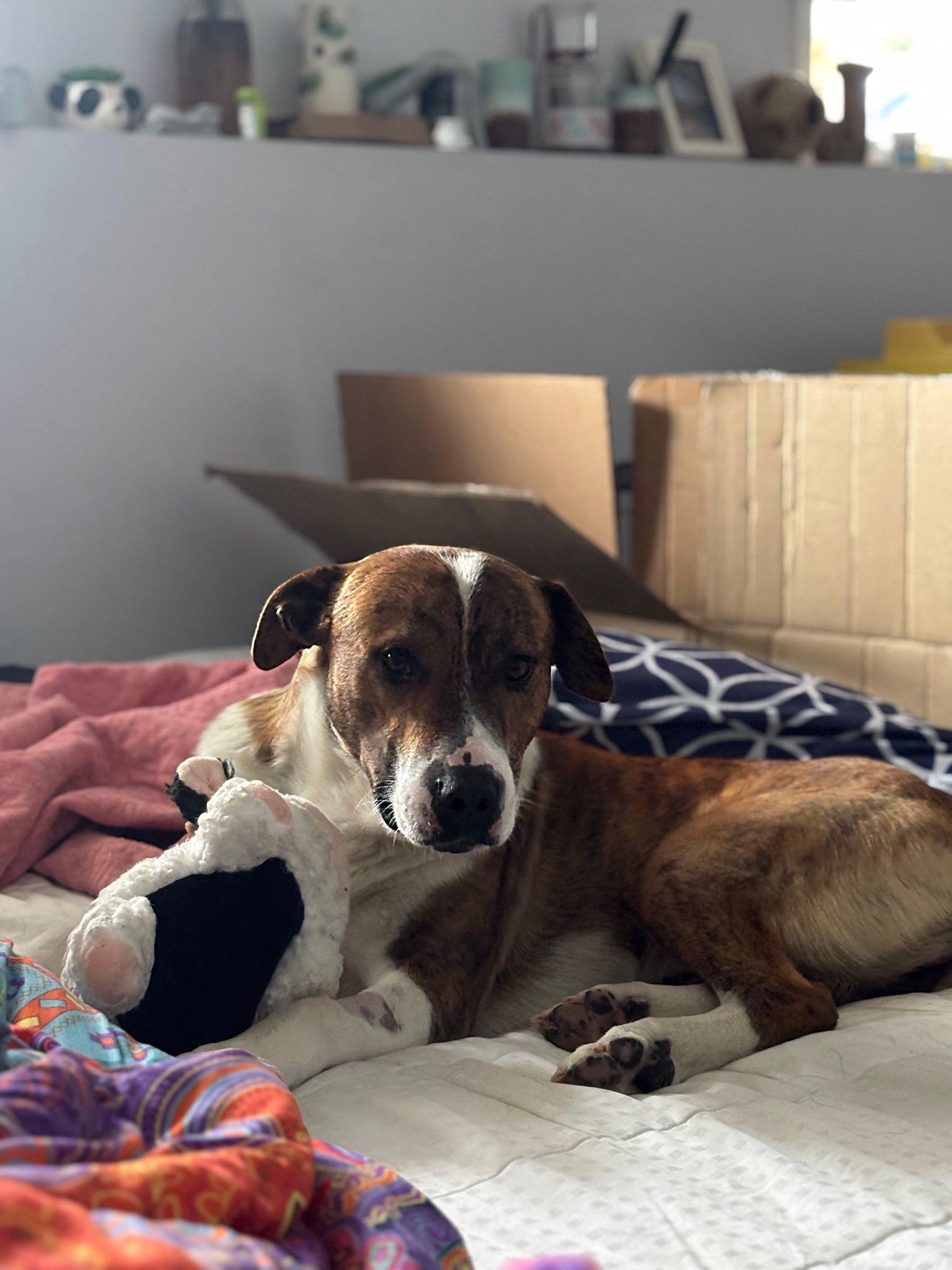 Enlarge Eli, a Adoptable mixed breed in Bonnyville, AB image 1/5