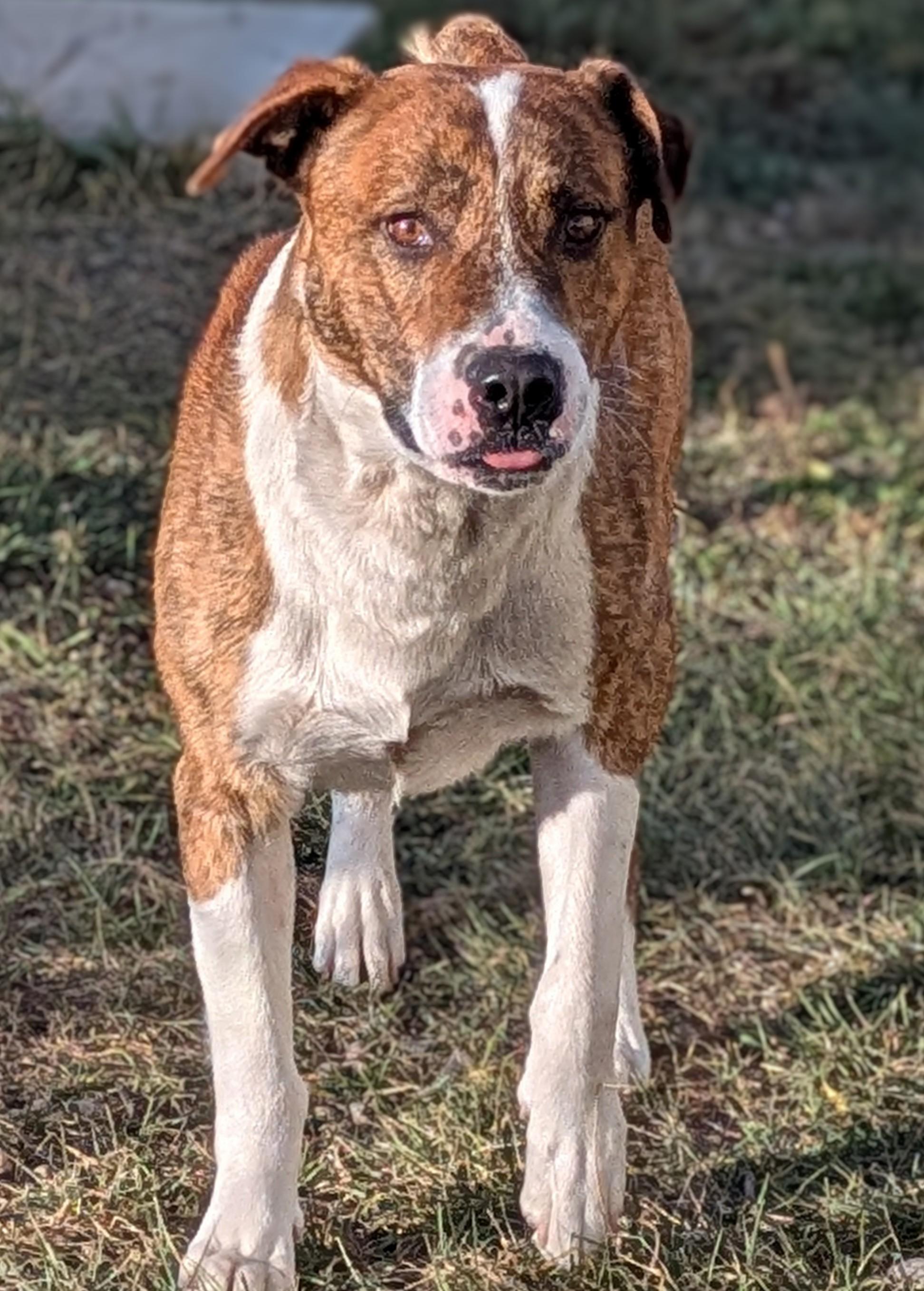Enlarge Eli, a Adoptable mixed breed in Bonnyville, AB image 5/5