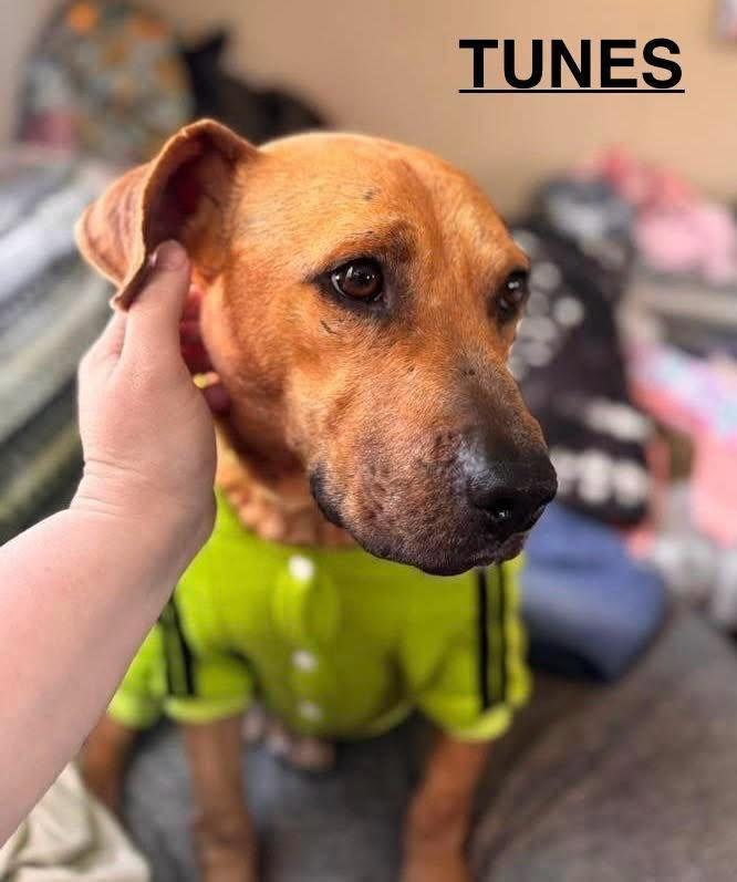 Tunes, ADOPTABLE, Adult Male Mixed Breed.