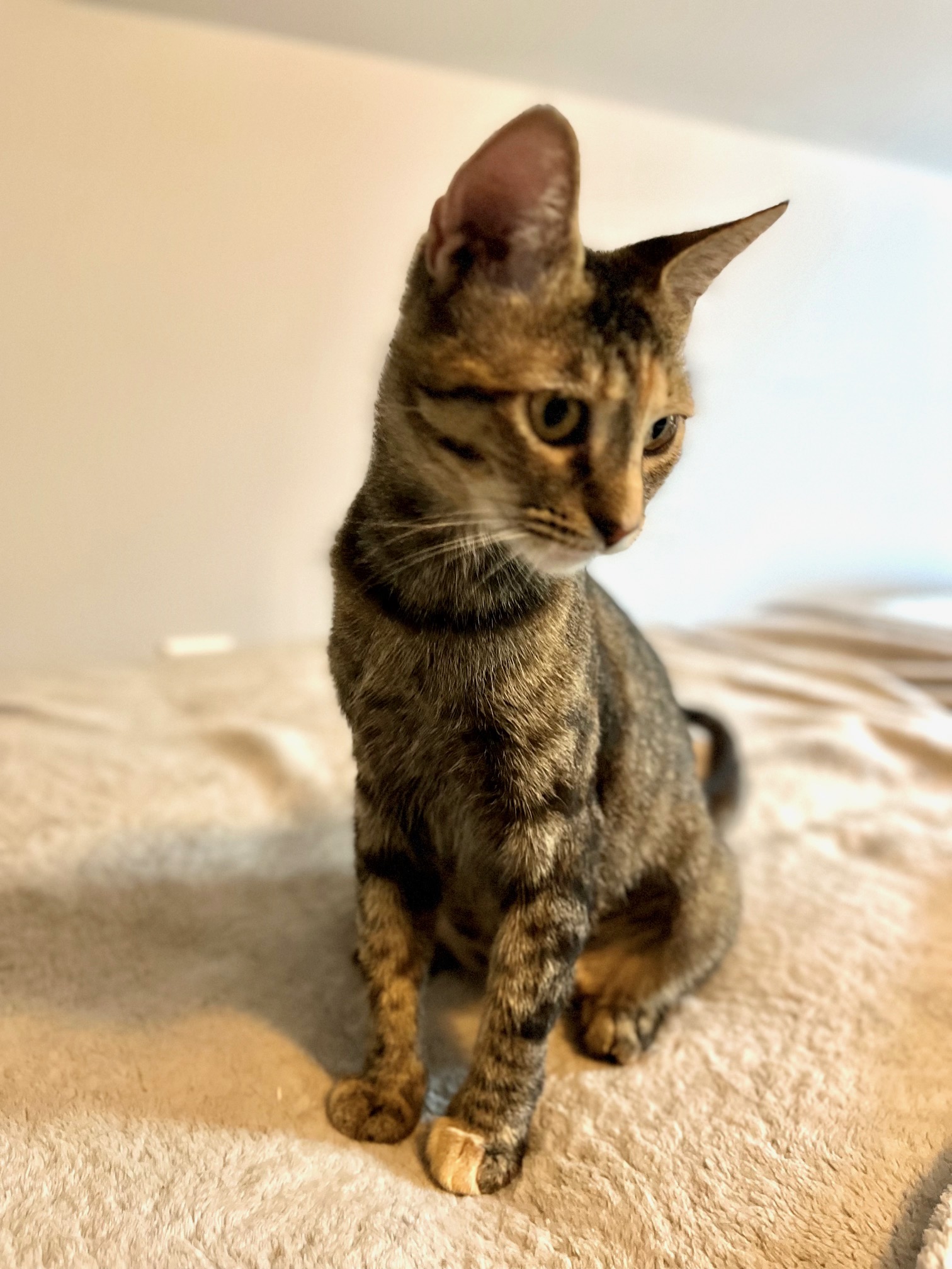 Enlarge Star, a Adopted Domestic Short Hair in Richmond, VA image 1/1