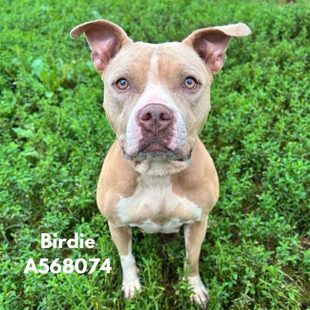 BIRDIE, Adoptable, Young Female Pit Bull Terrier & Mixed Breed.