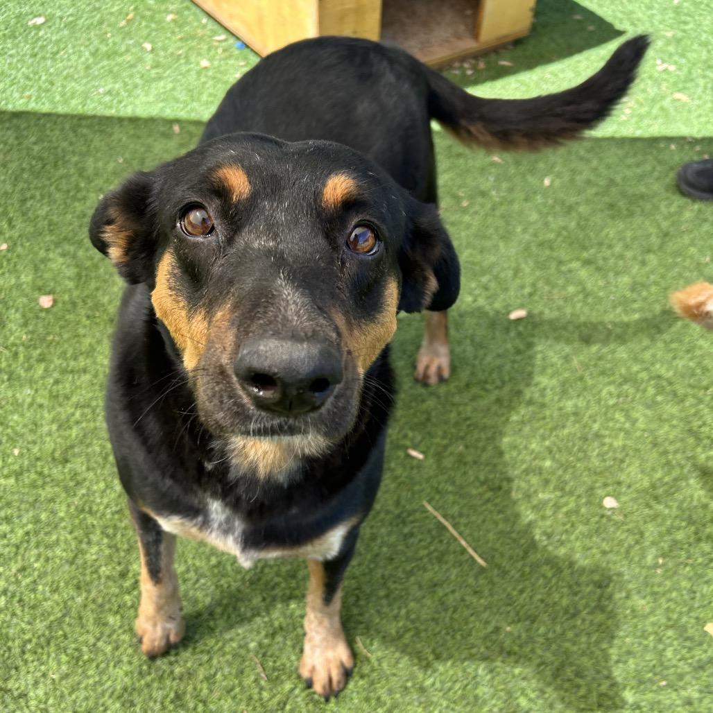 Enlarge Rose - sweetest girl who smiles!, a Adoptable Mixed Breed in Flagstaff, AZ image 1/6