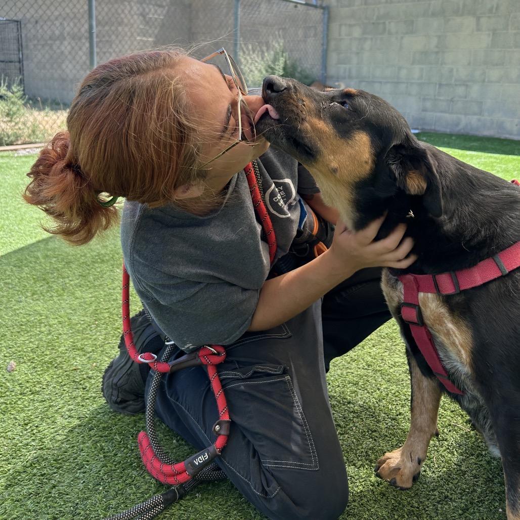 Enlarge Rose - sweetest girl who smiles!, a Adoptable Mixed Breed in Flagstaff, AZ image 2/6